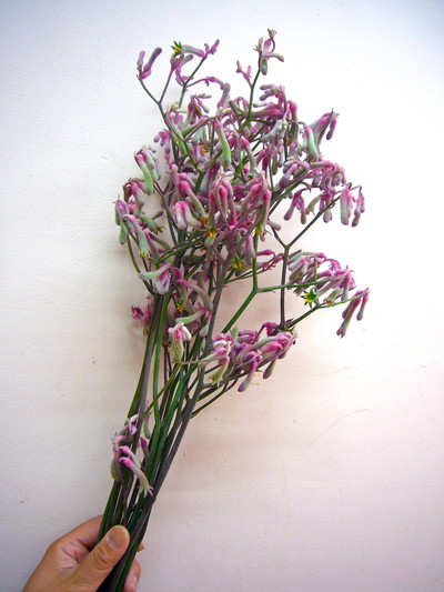 K.ピンクシルバー