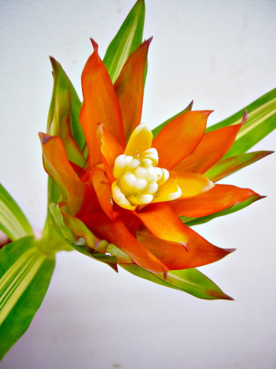 アイスクリーム