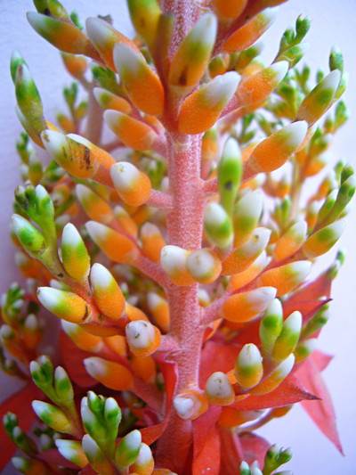 アクメア　オレンジベリー