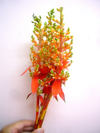 アクメア　オレンジベリー