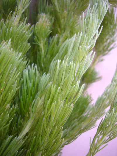 ウーリーブッシュ