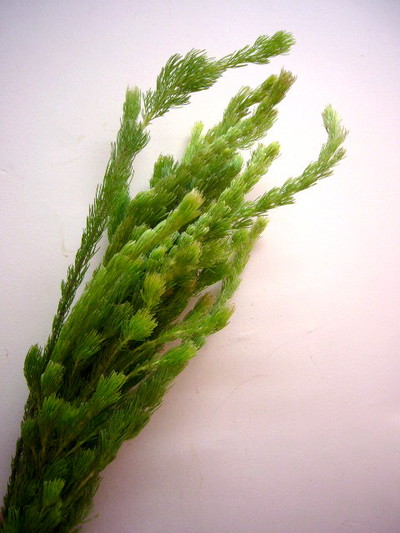 ウーリーブッシュ