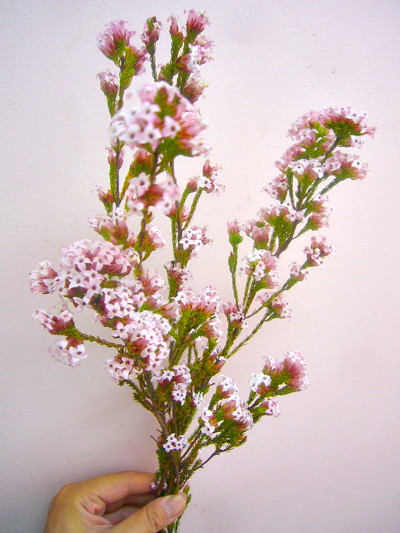 エリカ フォーシーズン