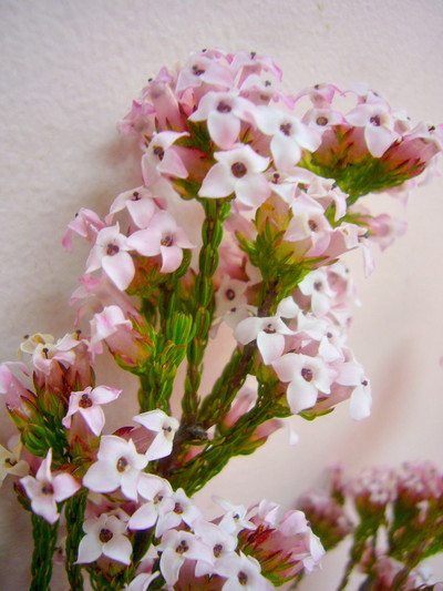 エリカ フォーシーズン