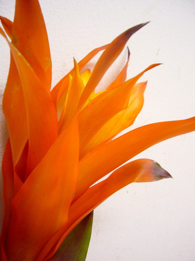 オランジェイド