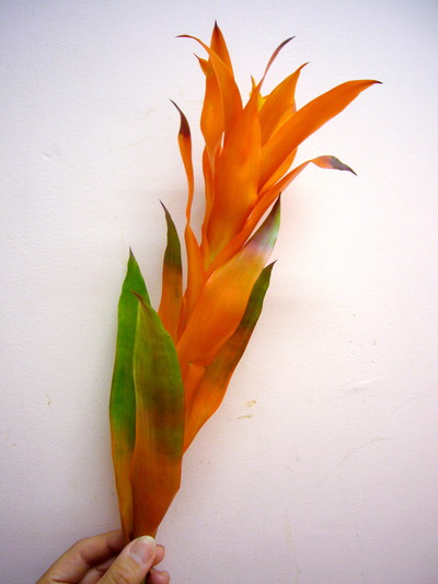 オランジェイド