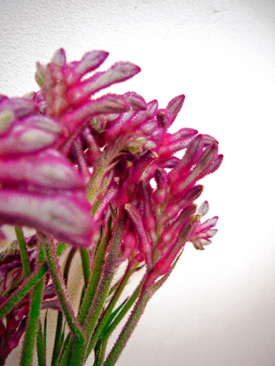 カンガルーポー ミニパール