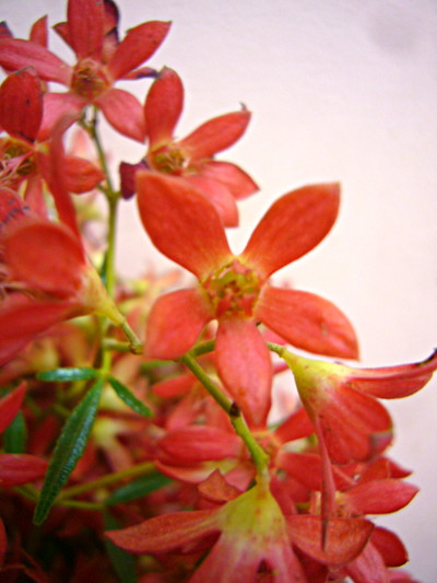 クリスマスブッシュ