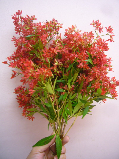 クリスマスブッシュ