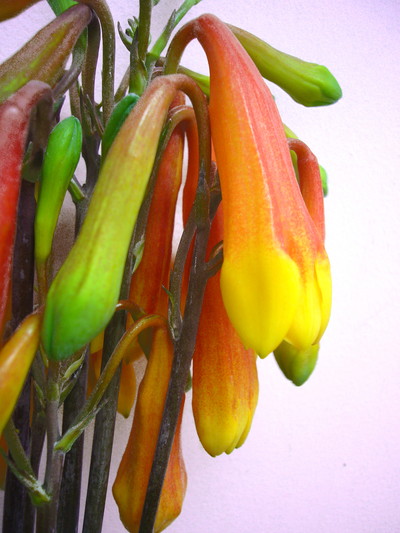 クリスマスベル