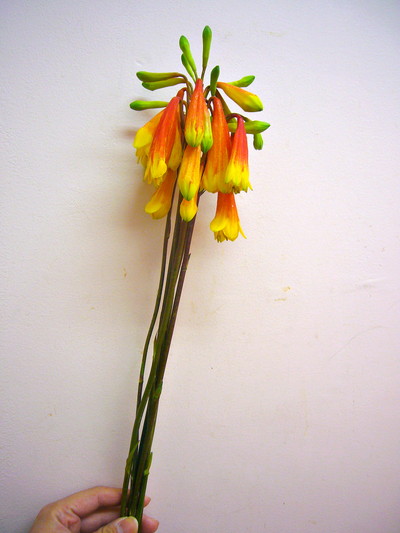 クリスマスベル