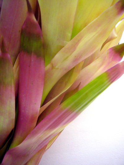 クリーム（グズマニア）