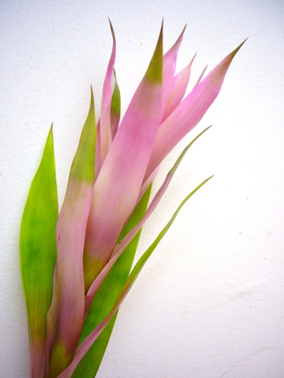 グウェンドリン