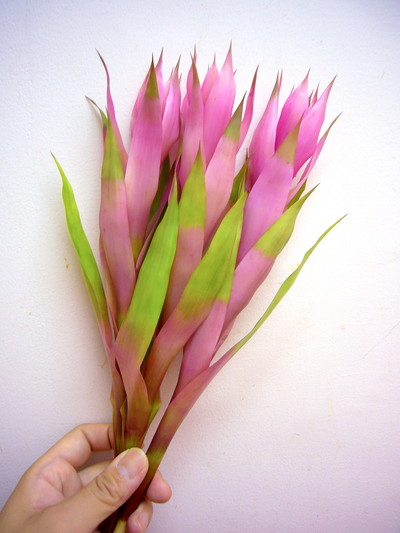 グウェンドリン