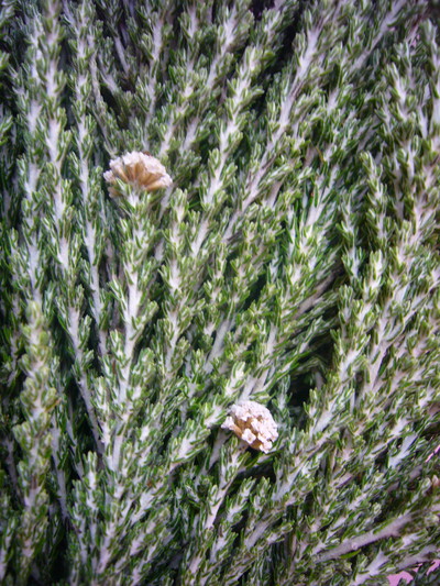 サセックスシルバー