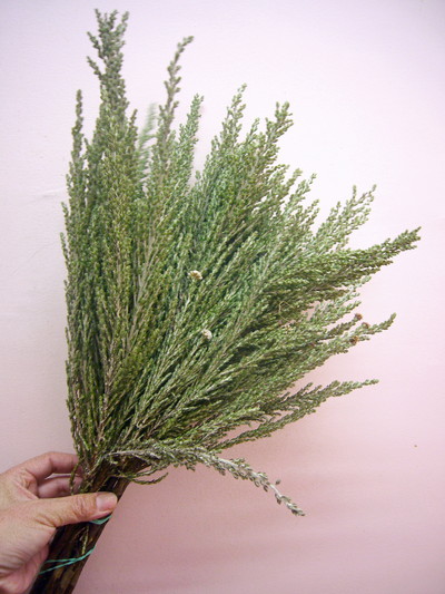 サセックスシルバー