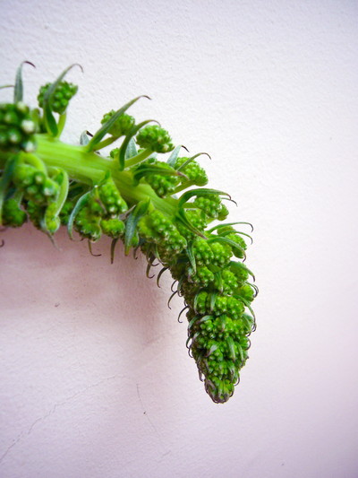 シンプレクックス