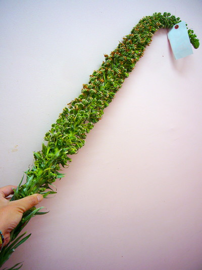 シンプレクックス