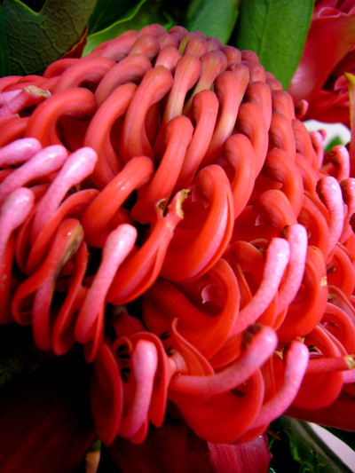 テロピアワラタ