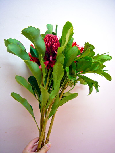 テロピアワラタ