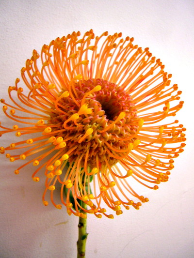 ハリーチタック