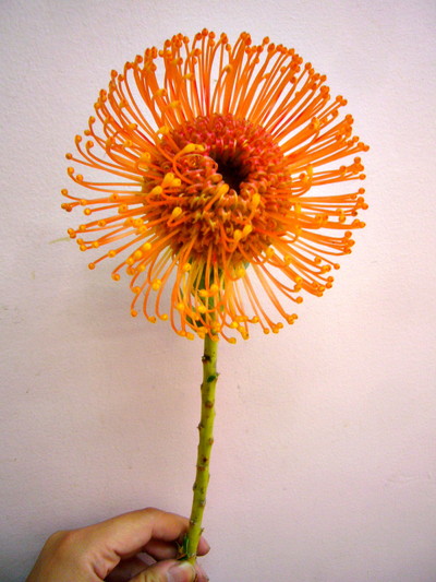 ハリーチタック