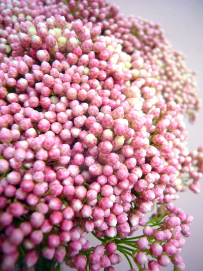 ピンクパンサー