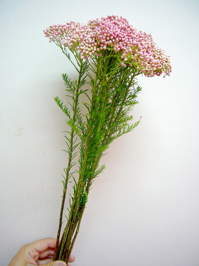 ピンクパンサー