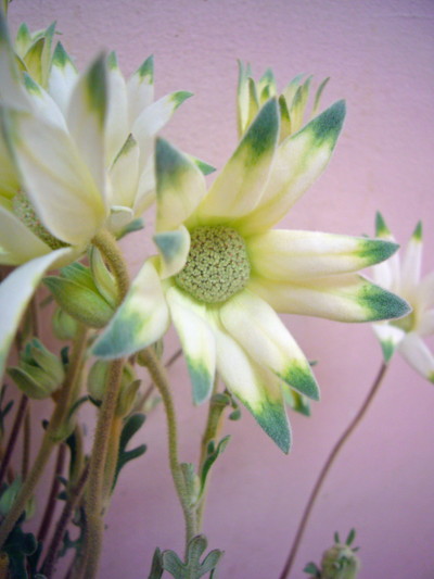 ファンシーマリエ