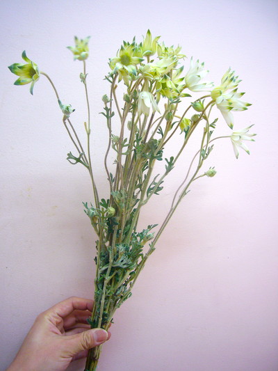 ファンシーマリエ