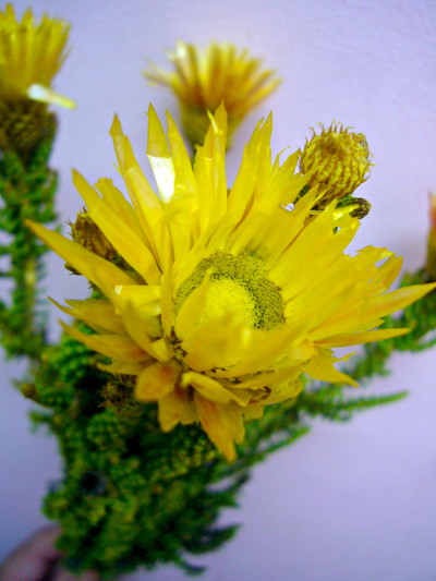 フェノコマイエロー