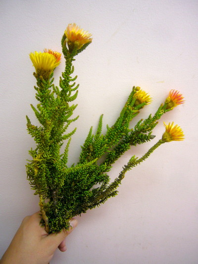 フェノコマイエロー