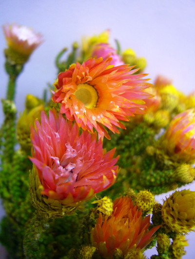 フェノコマオレンジ