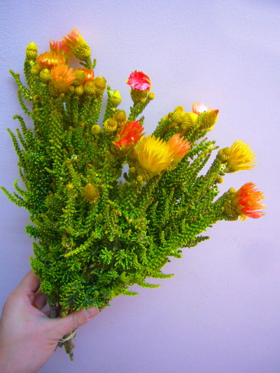 フェノコマオレンジ