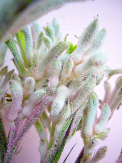 ブッシュダイアモンド