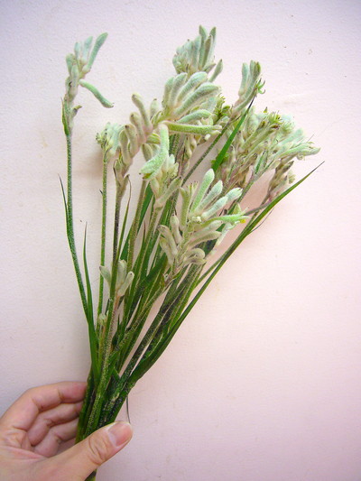 ブッシュダイアモンド