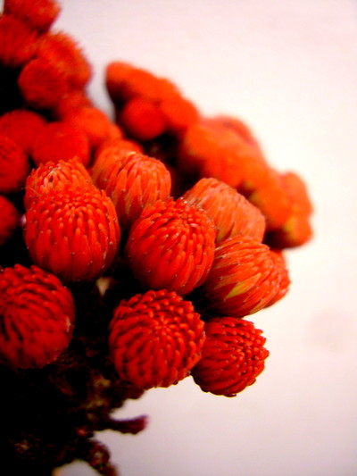 ブローニアレッド