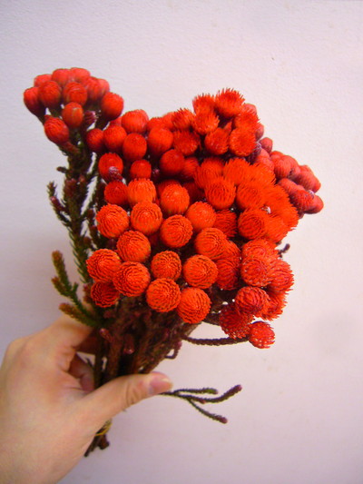 ブローニアレッド