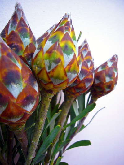 リューカデンドロン プルモサス