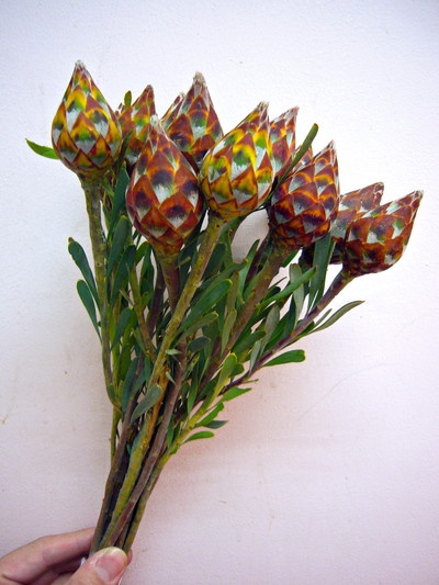 リューカデンドロン プルモサス