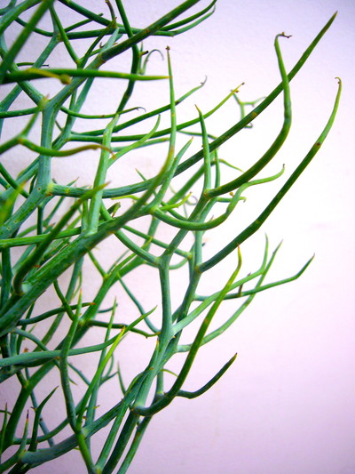 レインディアワトル