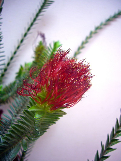 レジェリアヴェルティ