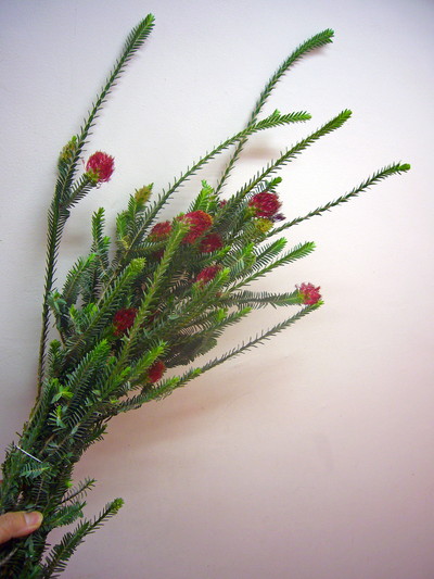 レジェリアヴェルティ