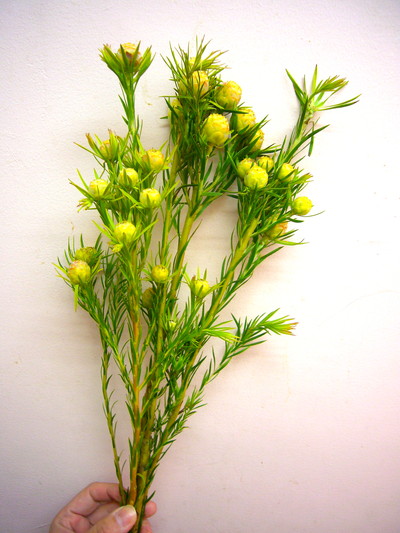 L.ケープスパイス