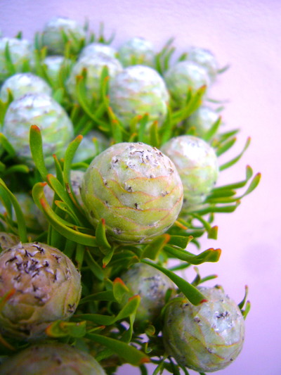 L.ジェイドパール