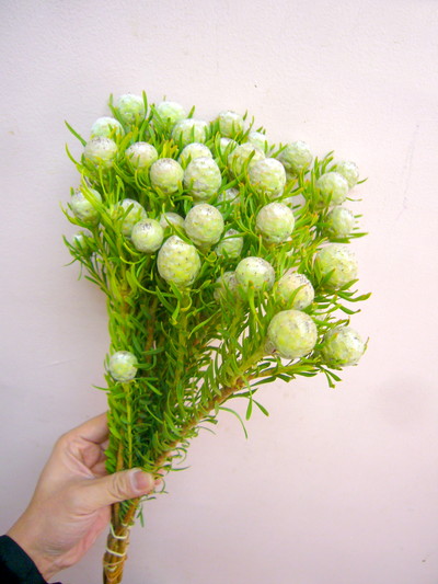 L.ジェイドパール