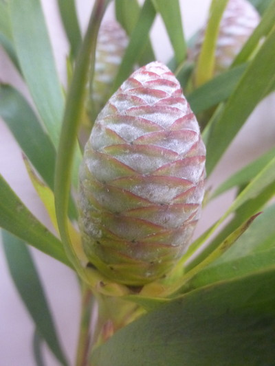 L.ブラッシュパール