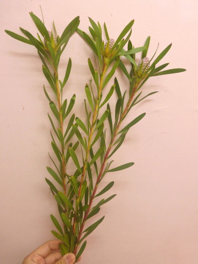 L.ブラッシュパール