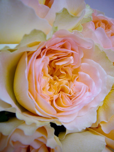 プルミエ・ラムール