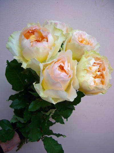 プルミエ・ラムール